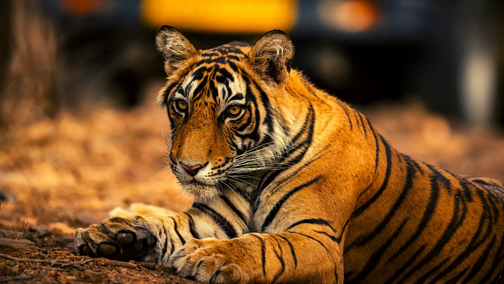 India Tigers Tour with Bird Paradise and Heritage